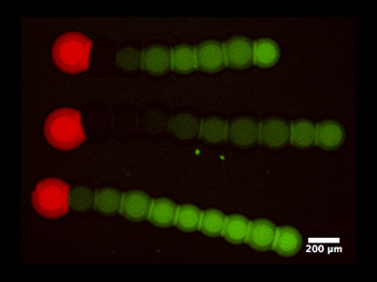 In den roten Tröpfchen befinden sich Signalmoleküle