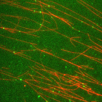 Motorproteine (grün) bewegen sich entlang der Mikrotubuli (rot) wie auf Straßen.