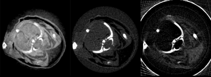 Röntgenaufnahme einer Maus: normales Röntgenbild (Absoprtion), Phasenkontrast- und Dunkelfeldaufnahme