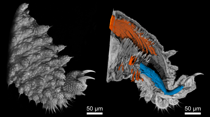 Euperipatoides rowelli Nano-CT-Aufnahmen eines Stummelfüßer-Beins