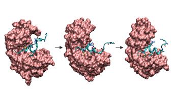 Simulation der gekoppelten Faltung und Bindung eines Peptids an ein Protein