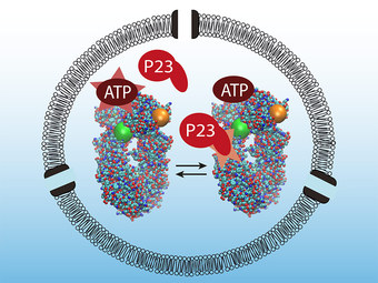Interaction of Hsp90 with P23