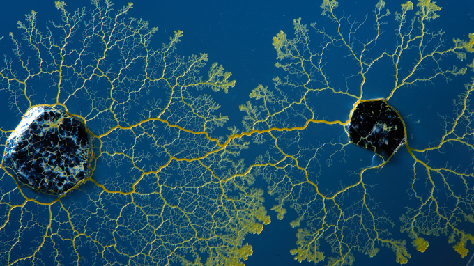 Der Schleimpilz Physarum polycephalum besteht aus einer einzigen biologischen Zelle.