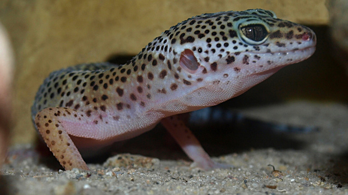 An air-filled channel inside connects the ears of the lizard and allows directional hearing