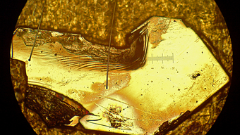 intermetallic Ytterbium-Rhodium-Silicide (YbRh2Si2) shimmers golden